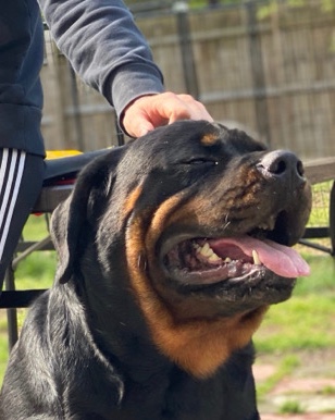 Rottweiler – Octane