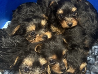 Yorkshire Terrier – Yorkie Terrier puppies – Edgewater Park