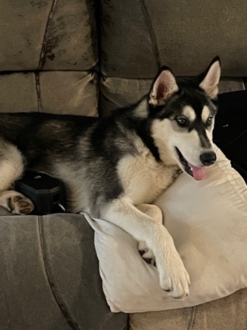 Siberian Husky – stark