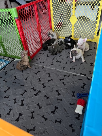 French Bulldog – Frenchie