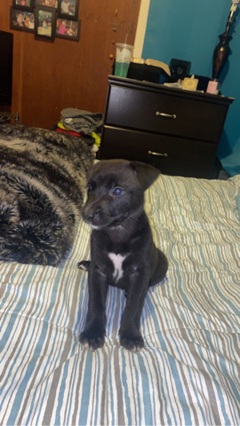 Labrador Retriever – Labrador/shepherd puppy