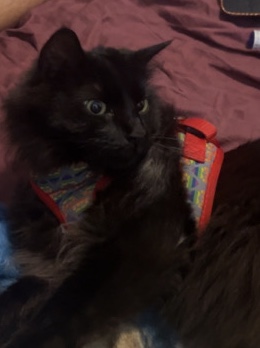Persian (Modern) – Black Female Persian Cat