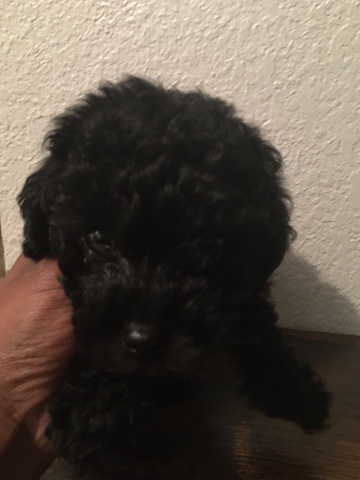Poodle – Toy Poodle