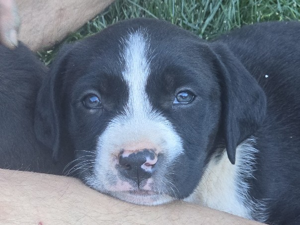 Mixed Breed – lab mix 8weeks – Glendale