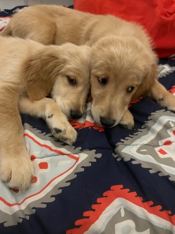 Golden Retriever – 2 girl puppy golden retriever