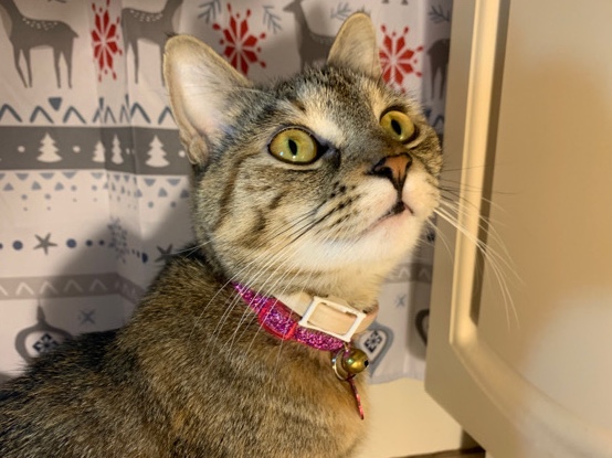 American Shorthair – Cat for Sale