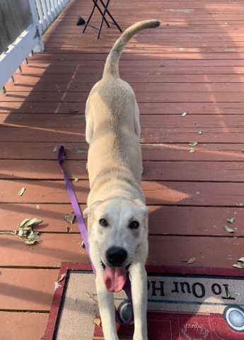 free dog to good home