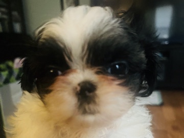 Shih Tzu – Mini Shih tuz puppy – Dunn