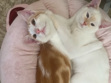 Siamese – rehoming bonded girls – Fayetteville