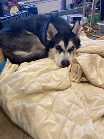 Siberian Husky – looking for a good home to give him