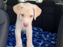 Labrador Retriever – Friendly Labrador Retriever Puppies – 3 Months Old in San Diego – San Diego