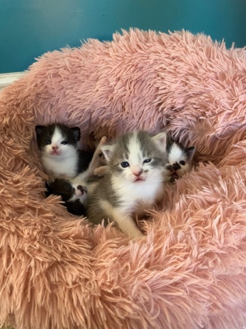 Beautiful kittens