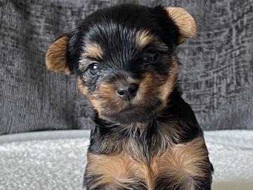Yorkshire Terrier – sale – Moffat