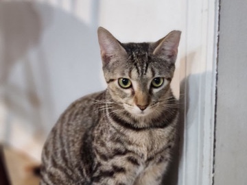 Gato en adopción – muy cariñoso 🐾”o“Cat for adoption – loving & friendly 🐱 – Vero Beach