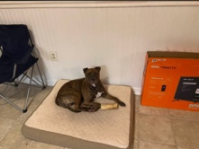 American Pit Bull Terrier – Rehome Cooper – Port Charlotte