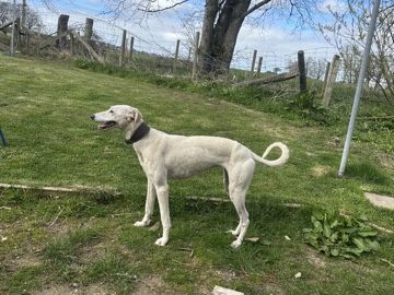 Saluki – saluki greyhound – Turriff