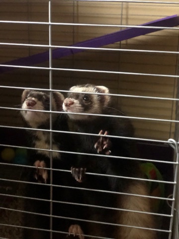 ferret – 2 ferrets