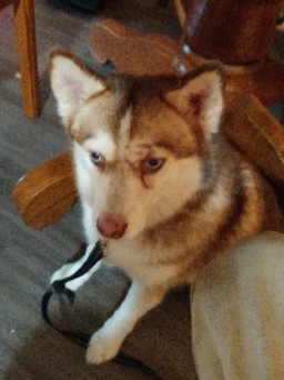Siberian Husky – pomsky female,2yrs old,