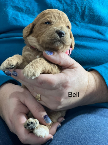 Bell