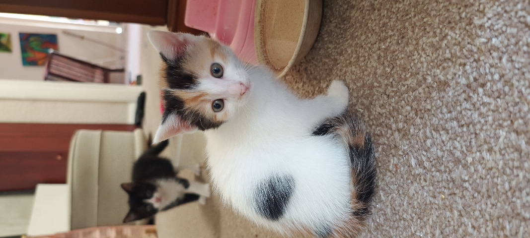 British Semi-longhair – kitten s