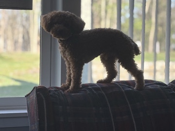 Poodle – toy poodle – Canton