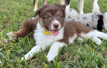 Australian Shepherd – Australian shepherd puppy