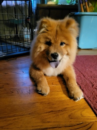Chow Chow – Full blooded CHOW CHOW