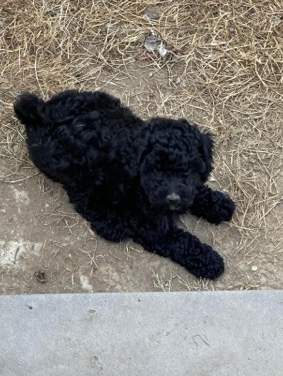 Poodle – Owen - Mini Bernedoodle
