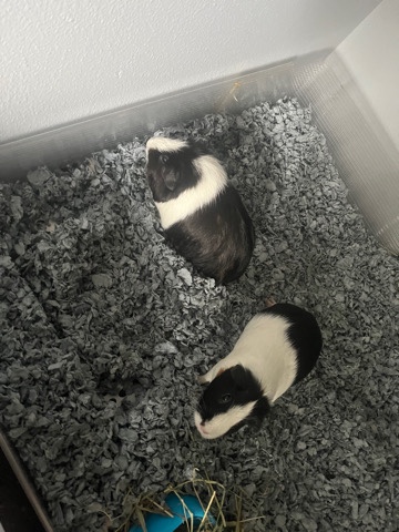 3 Guinea pigs