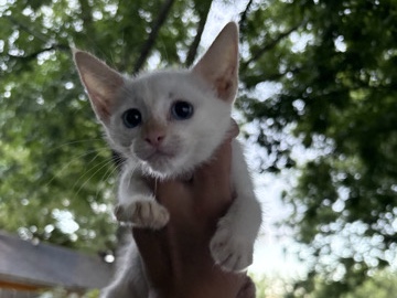 Cats for sale need gone asap – Dallas