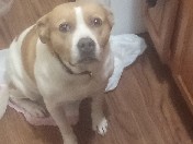American Pit Bull Terrier – BABY – Columbus