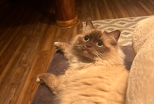 Ragdoll – Ragdoll for sale