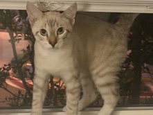Savannah – mom is a Savannah cat and dad is Siamese – Vista