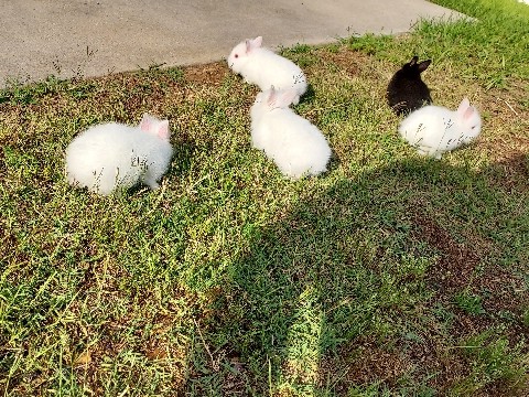 neverland mix lionhead dwarf rabbits