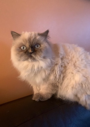 Persian (Traditional) – Sweet and Loving Persian Kitten for Sale