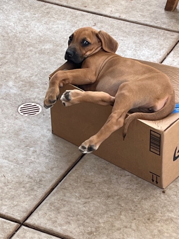 Rhodesian Ridgeback – Rhodesian puppies