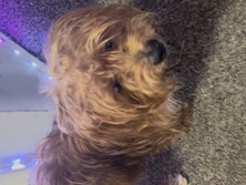 I want to rehome lucky 