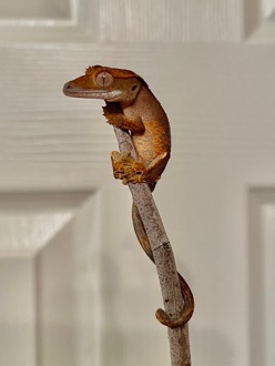 Any – Young Crested Gecko