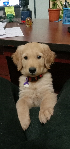 Golden Retriever – golden retriever
