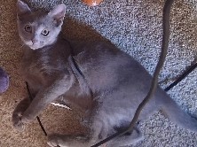 Russian Blue – female cat – Cleveland