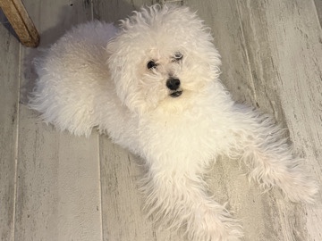 Poodle – Teacup / Toy Designer Poodle – Hauppauge