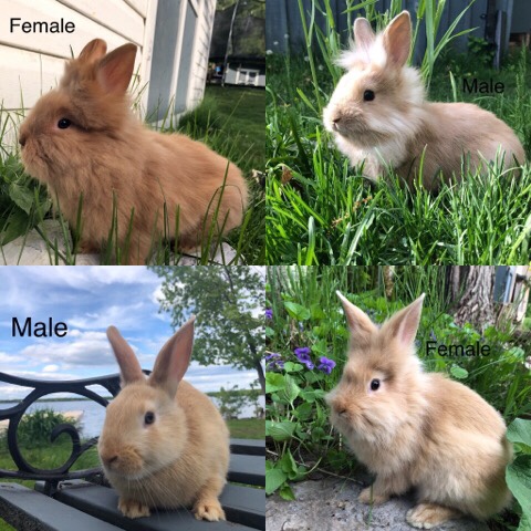 Lionhead – Pure Lionhead Bunnies for Sale
