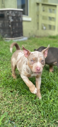 American Pit Bull Terrier – American Bully