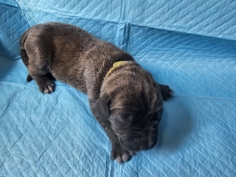 Cane Corso – cane corso – Amarillo