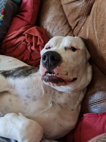 American Bulldog – 10 month old American bully