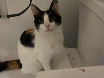 Female Calico Cat – Victorville