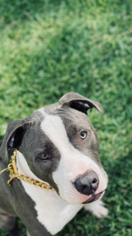 American Bulldog – Rehome