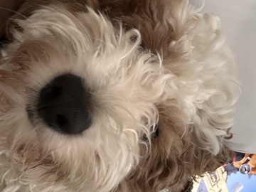 Cavapoo – one year old Cavapoo – Bismarck