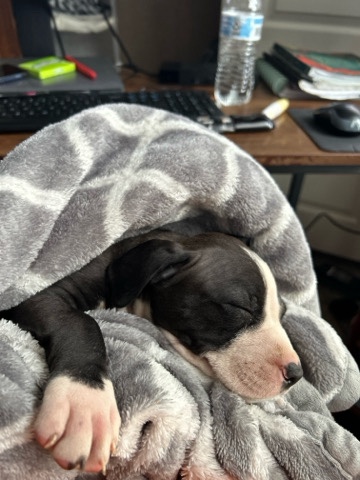 American Pit Bull Terrier – Free pitbull