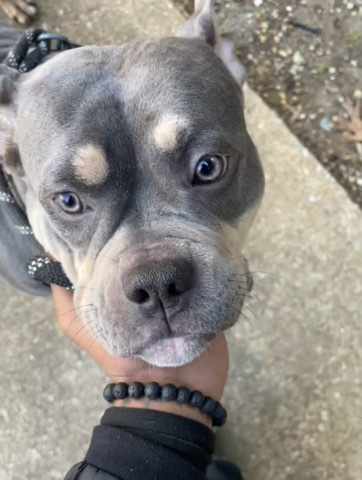 American pocket bully